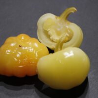 Almapaprika